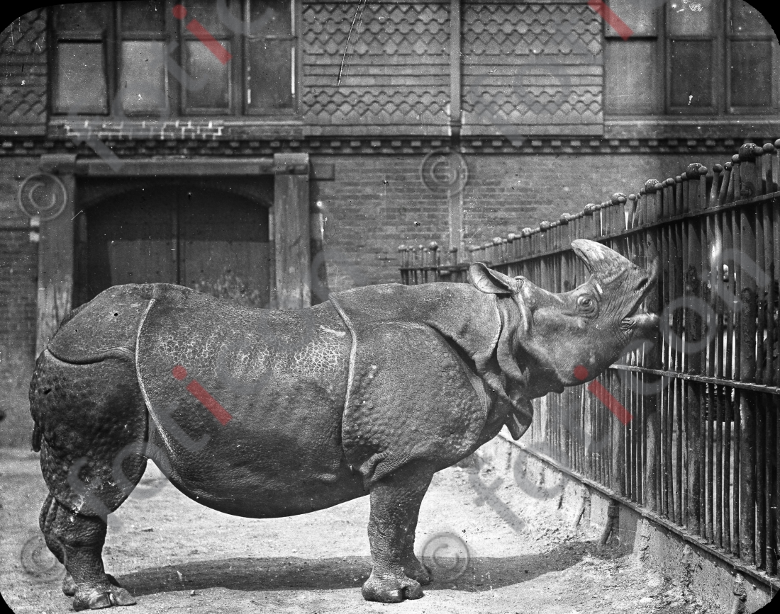 Nashorn | Rhino - Foto foticon-simon-167-017-sw.jpg | foticon.de - Bilddatenbank für Motive aus Geschichte und Kultur